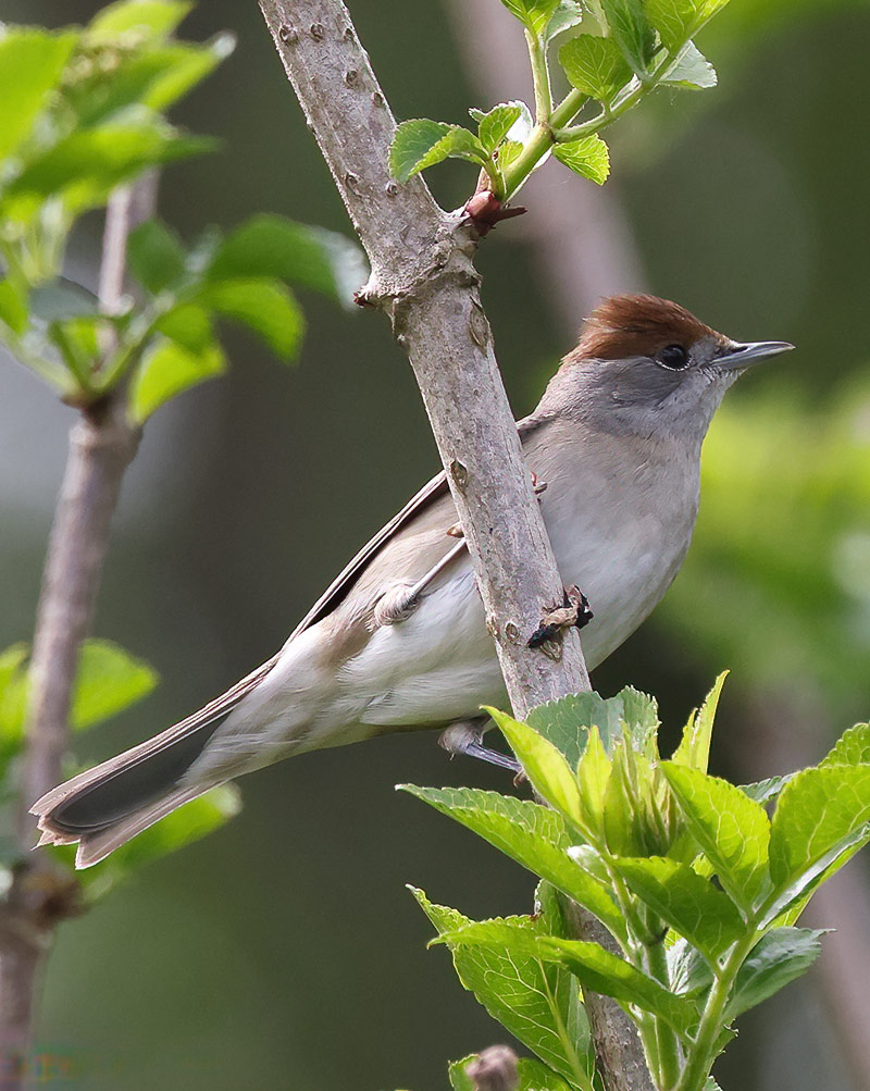 Blackcap